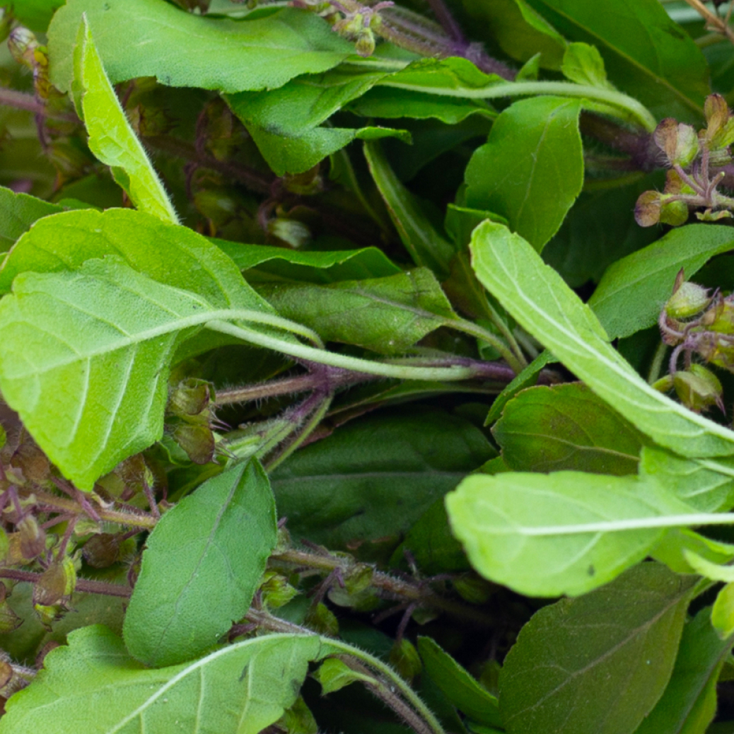 NutriPhy&reg; Holy Basil