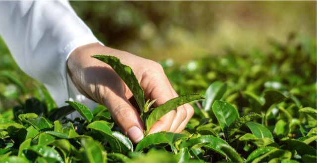 The Natural Advantage: Akay Bioactives Redefining Health and Beauty